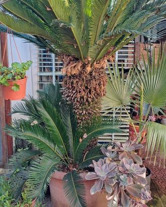 Pianta Cycas