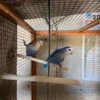 Uccellini inseparabili blu