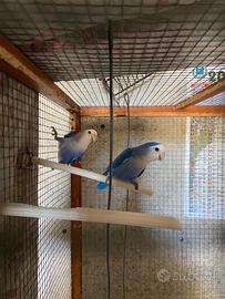 Uccellini inseparabili blu