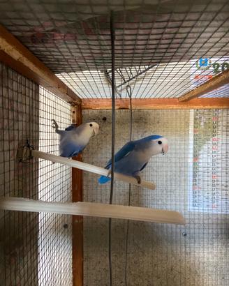 Uccellini inseparabili blu