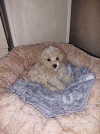 Cane maltipoo