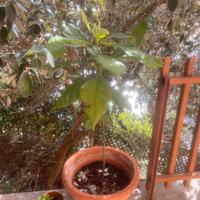 Pianta avocado + vaso terracotta