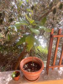 Pianta avocado + vaso terracotta