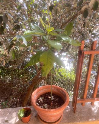 Pianta avocado + vaso terracotta