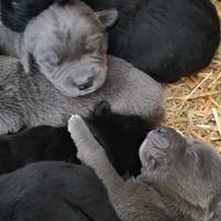 Cuccioli di mezzo corso