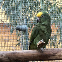 Amazzone fronte gialla Maschio