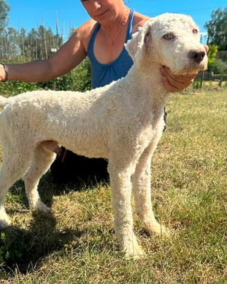 Lagotto romagnolo
