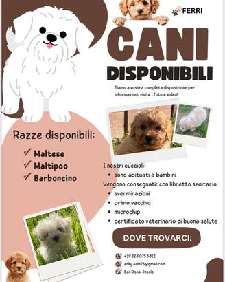 Maltese cuccioli taglia piccola