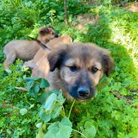 Cuccioli di cane dolcissimi