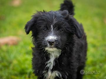 Cucciole femmine Maltese mix