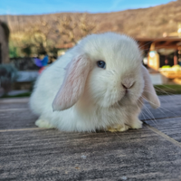 Cucciolo coniglio minilop