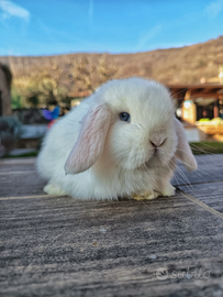 Cucciolo coniglio minilop