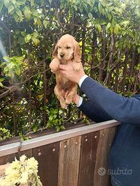 Cucciolo di cocker spaniel