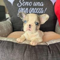 Bulldog francesi UNICI, gene PELO LUNGO (FLUFFY)