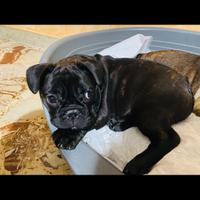 Femminuccia bulldog francese bringe