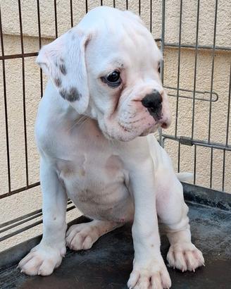 Boxer cuccioli