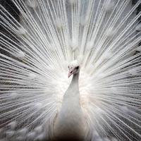 Pavoni di varie mutazioni