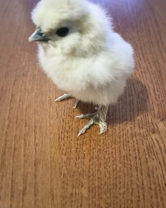 Galline Moroseta
