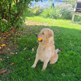 Golden retriver maschio per monta