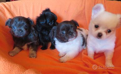 Chihuahua cuccioli