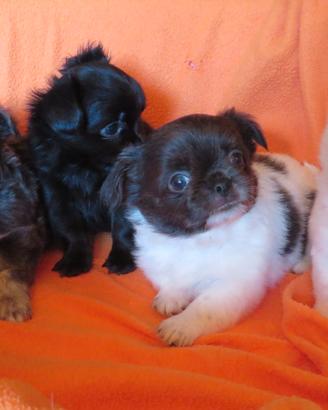 Chihuahua cuccioli