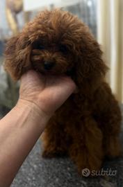 Barboncino mini Toy rosso