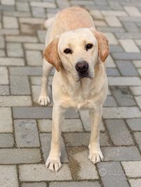Labrador