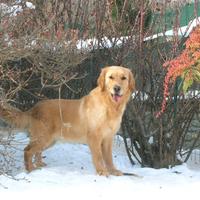 Eccellenti cuccioli di Golden retriever