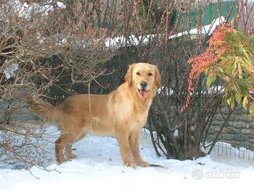 Eccellenti cuccioli di Golden retriever