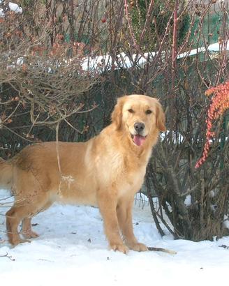Eccellenti cuccioli di Golden retriever