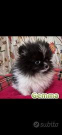 Pomerania -spitz tedesco nano