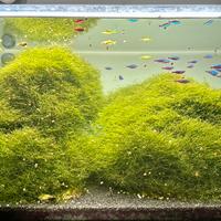 Muschio christmas moss e lumache Planorbarius