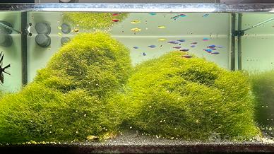 Muschio christmas moss e lumache Planorbarius