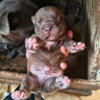 Cuccioli America Pitbull Terrier ukc