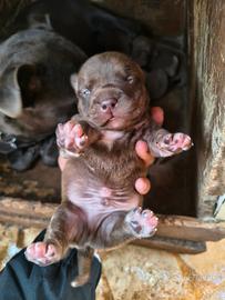 Cuccioli America Pitbull Terrier ukc