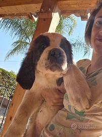Cucciolo sanbernardo