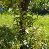 Pianta di alloro