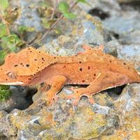 Geco Ciliatus Crestato - Super Dalmatian