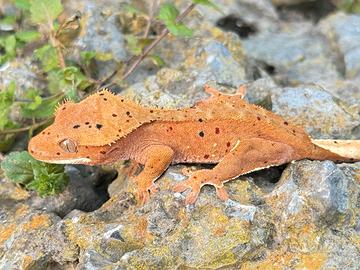 Geco Ciliatus Crestato - Super Dalmatian