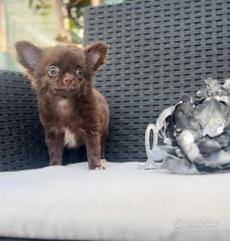 Femmina pronta al ritiro chihuahua con pedigree