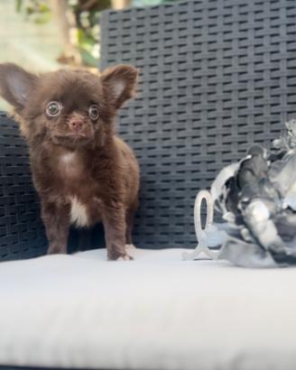 Femmina pronta al ritiro chihuahua con pedigree