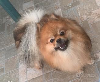 Spitz di pomerania