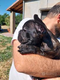 Bulldog Francese - maschietto bringee