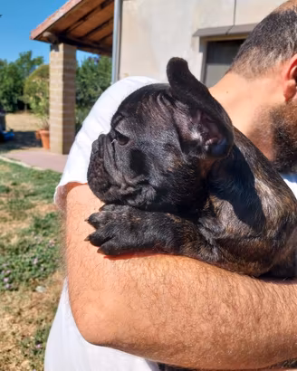 Bulldog Francese - maschietto bringee