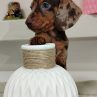 Cuccioli di bassotto arlecchino