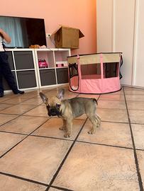 Bulldog femmina 3 mesi