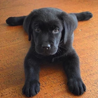 Labrador