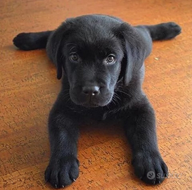 Labrador