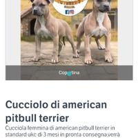 Cucciola di american pitbull terrier ukc