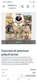 Cucciola di american pitbull terrier ukc